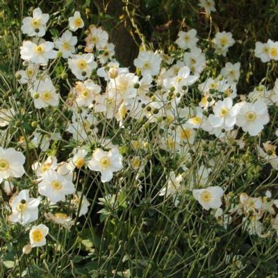 Anemone x hybrida 'Honorine Jobert' Anemone x hybrida 'Honorine Jobert'